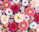 お花・植物・自然の写真提供します 色鮮やかなお写真多めに提供します イメージ1