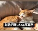愛するペットへ質問できます はいかいいえで答えられる質問を聞いてみましょう。 イメージ3