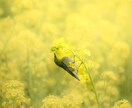 風景などジャンル問わず写真撮影の代行をします 高品質な写真を15枚提供（レタッチ込） イメージ4