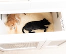 ペット共生住宅、犬と一緒に暮らす家を提案します 掃除も世話もしやすくするプランをご提案・アドバイスします イメージ3