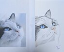 猫の似顔絵描きます 色鉛筆画で写真そっくりに描きます。 イメージ6