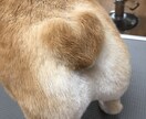 ペットのご相談伺います わんちゃんを飼っている飼い主様のお悩みを聞き解決へと導きます イメージ1