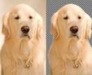 猫や犬などの画像をふわふわのまま透過加工します ペットの写真を透過し合成やオリジナルグッズに利用できます イメージ4