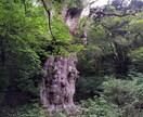 世界遺産②屋久島の世界遺産の周り方をお伝えします 【屋久島】一生に一度は行きたい縄文杉へ イメージ1