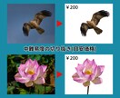 画像を切り抜き(白抜き・背景透過)します 画像の切り抜き加工100円～PSDでの納品も追加料金なし イメージ4