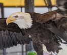 お望みの写真をお届け致します 自然、動物、など色々な写真を提供致します。 イメージ3