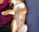 初めて犬を飼い始めた皆さん！ワンちゃんに様々な恩恵をもたらす「ラブ♡ハンド」を紹介します♫ イメージ3