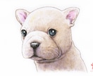 ペット・動物似顔絵お描きします 可愛いペット・動物を鉛筆／色鉛筆でスケッチ風、写実系似顔絵に イメージ3