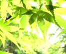思い出の写真を綺麗に編集ます 思い出の写真を忘れられない一枚に イメージ4