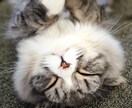 不眠症★不安・緊張などで眠れない夜はお話します 雑談★話し相手★癒し★安眠★眠れるまでお話しいたします⭐️ イメージ8