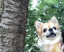 ペットのお悩み解決します 現役動物看護師兼ドッグトレーナーが疑問や不安にお答えします！ イメージ1