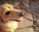 1〜3カットまで！広告等で使える写真を提供します 使い勝手の良い写真をお求めの方に！ イメージ4