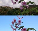 写真合成、編集、加工いたします フォトショップを使用して写真を加工します イメージ3
