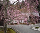 桜、紅葉など京都の動画、写真、レポート代行します 京都の気になるお店、場所確認代行　まずはなんでもご相談 イメージ2