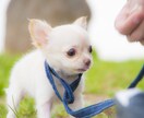 犬のしつけ相談受け付けます 愛犬とオーナー様のストレスフリーを目指して イメージ1