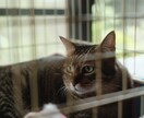 あなたの代わりに動物を撮影します 【動物好きによる】物件カメラマンの動物撮影代行 イメージ8