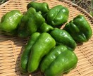 自然栽培・有機栽培による野菜の作り方を教えます 無農薬・無肥料又は有機肥料・固定種による野菜栽培を伝授 イメージ5