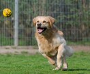 ペットのお写真をオーダーメイドアートに仕上げます あなたの大切なペットを、ファンタジーキャンバスアートに！ イメージ5
