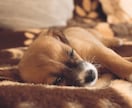この子を家族に迎えて大丈夫？☘ご縁と時期を占います 犬猫ほかペット全般｜女性専用・最短5分から承ります イメージ3