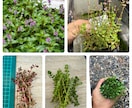 水草、メダカの育て方教えます 水草歴10年フリマアプリ販売数　年1万本 イメージ2