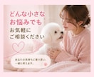 愛犬のお悩みに寄り添い、一緒に考えます どんな小さなお悩みでもお気軽にご相談ください イメージ4
