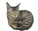 うちのこ描きます 猫ちゃん、わんちゃんを可愛くデジタルで描きます！ イメージ2