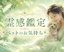 ペットの気持ち・霊感タロットで読み解きます ペット／動物／大切な家族／霊感タロット イメージ1