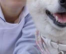 犬・猫の相談や質問に答えます 動物看護師の資格保有者が、犬猫と楽しく暮らすためにお手伝い！ イメージ1