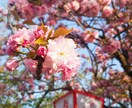 ３日間、あなたのお話、お聞きします 「保健室」へようこそ♪おしゃべり、相談、お気軽にどうぞ！ イメージ1
