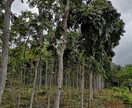 パラワンの魅力をご紹介します 緑がメッチャ濃い南の島に植林園を保有しています。 イメージ4