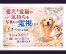 愛犬・愛猫、亡きペットの気持ちを写真から霊視します 今どんな気持ち？飼い主への想いを読み解きます イメージ1