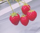 お客様指定の写真を撮って販売します あなたが求める1枚を代わりに撮って販売いたします！！ イメージ3