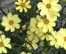 タロットセッション❀夫婦や親子の悩みに寄り添います ご家庭の悩みを優しくサポート/傾聴×対話で心を整える/保健師 イメージ6