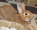 うさぎさんの可愛い写真提供します 我が家の可愛いうさぎの写真提供します！ イメージ2
