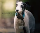 愛犬・ペットを自然な表情で出張撮影します 遊ぶ姿も、見つめる表情も、その子らしさを一枚に。 イメージ3