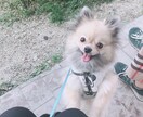 わんちゃんねこちゃんの相談乗ります 初めてペットを飼う時のしつけ等の相談乗ります イメージ1