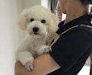 現役トリマーが愛犬のお手入れをアドバイスしますます ブラッシングや毛玉などのお悩みに寄り添います イメージ1