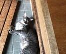 どんな事でもお話し聞きます 日頃の悩み、相談いっぱいして下さいね。すっきりした明日を！ イメージ2