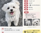 迷子ペットの捜索ポスター作ります 大切なペットを見つけるためのポスターを作成します イメージ1