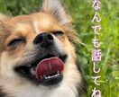 夜の心のモヤモヤ聞きます 孤独な夜、誰にも言えない本音も私に話してOK。 イメージ4