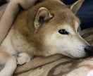 あなたのお悩み、日頃思ってることを聞きます 話し相手くらいの気軽な感じで。 イメージ1