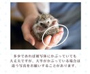 大切なペットを“水彩アート”にしますます やさしい水彩でうちの子を特別な一枚に イメージ8