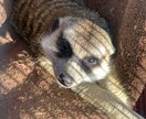 小動物、爬虫類、猛禽類などの飼育相談承ります 某個人営業の動物園での勤務経験から飼育のお悩み解決に導きます イメージ8