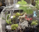 苔テラリウム･パルダリウム作成します お家に小さな森を取り入れませんか？ イメージ7