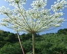 今日あった嫌なこと忘れたいこと、愚痴をお聞きします 寝る前の少しの時間でストレスケアをしてすっきりしましょう イメージ6
