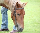 競走馬（一口クラブの募集馬）の血統診断を承ります 一口馬主の募集馬の血統診断を行います。 イメージ5