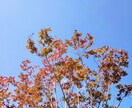 お相手様からの「ありがとう」を届けます 【お相手様があなた様に感謝していることなど】 イメージ1