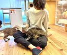 猫に関する相談を動物保護団体代表がお伺い致します 何でもお気軽にお話してくださいね！ イメージ5