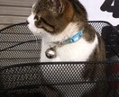 風神は今を生きます 覚悟・苦難を楽んで生きましょう。 イメージ1