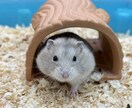 元ショップ店員がペットのお迎え・飼育相談に乗ります 愛玩動物飼養管理士1級が初めてのペット選びと準備を支えます イメージ3